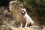 BOULEDOGUE AMERICAIN 417
